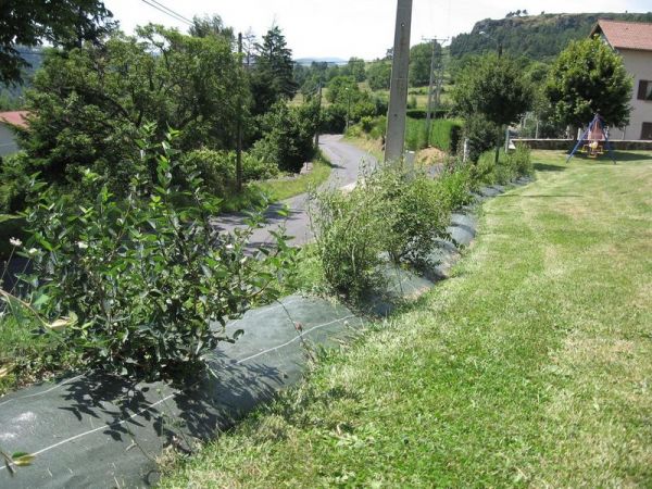 Pose de bâche de paillage