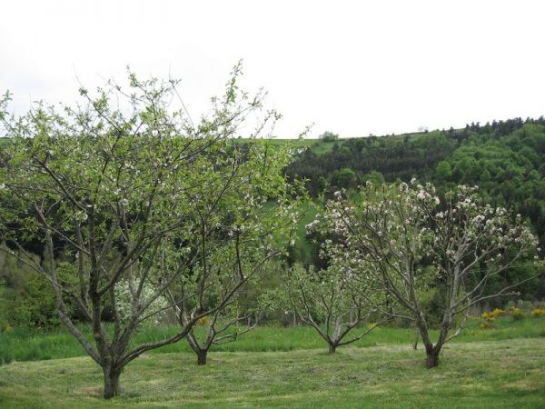 taille fruitière