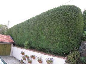 taille de haie